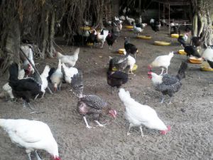 GÀ LAI HƯỚNG TRỨNG AVGA