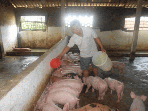 HIỆU QUẢ TỪ PHÁT TRIỂN KINH TẾ TRANG TRẠI