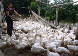 NGÂN HÀNG MỞ TÀI KHOẢN CHO NGƯỜI CHĂN NUÔI