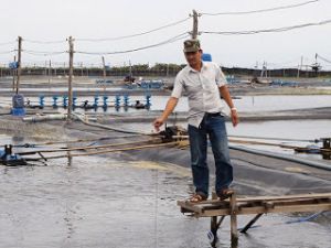 GẦN 78.000 HÉC TA CÂY ĐIỀU BỊ CHẶT TRONG 5 NĂM